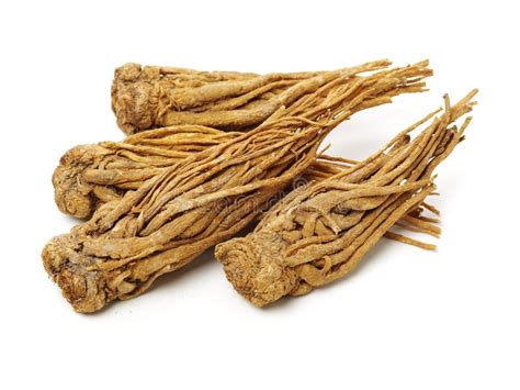 angelic roots|angelica root near me.